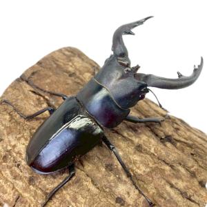 アマミノコギリクワガタ オス 【鹿児島県・奄美...の詳細画像3