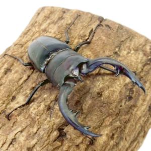 アマミノコギリクワガタ オス 【鹿児島県・奄美...の詳細画像4