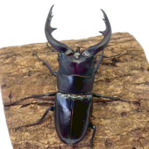 アマミノコギリクワガタ オス 【鹿児島県・奄美...の詳細画像5