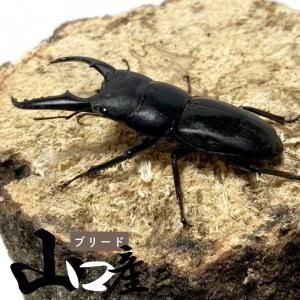 本土ヒラタクワガタ ♂ 40mm〜50mm【山口県産 ヒラタクワガタ ブリード個体】 生体 成虫 オス 新成虫 2026年4月以降に羽化した新成虫個体になります。