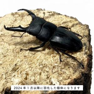 本土ヒラタクワガタ ♂ 40mm〜50mm【山...の詳細画像3