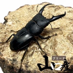 本土ヒラタクワガタ ♂ 40mm〜50mm【山...の詳細画像4