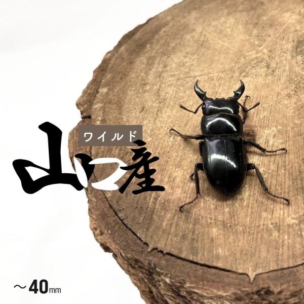 【山口県産・WD個体】 小型ヒラタクワガタ ♂ オス 20mm〜40mm  国産 販売 生体 成虫 ...