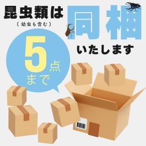【山口県産・WD個体】 ヒラタクワガタ ♂ オ...の詳細画像4