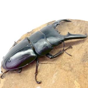 ツシマヒラタクワガタ オス【長崎・厳原産】 国...の詳細画像3