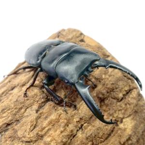 ツシマヒラタクワガタ オス【長崎・厳原産】 国...の詳細画像4