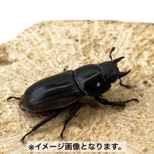 【山口県産・WD個体】特大ヒラタクワガタ ♀ 30mm以上 メス 国産 販売 生体 成虫 昆虫 飼育...
