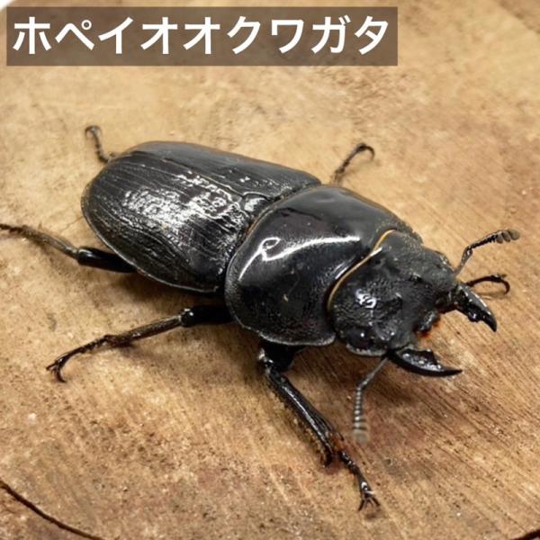 ホペイオオクワガタ メス ♀ 【北峰産】 中国 新成虫 フリーサイズ 外国産 販売 生体 成虫 メス...