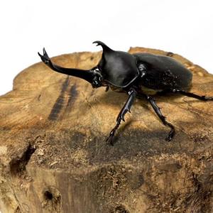 カブトムシ オス 【山口県産】国産 販売 生体...の詳細画像1