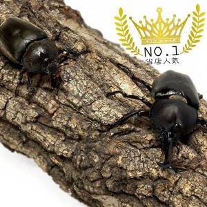 カブトムシ オス 【山口県産】国産 販売 生体...の詳細画像3