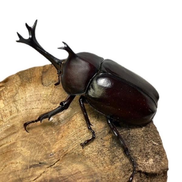 カブトムシ オス×2頭【山口県産】国産 販売 生体 成虫 昆虫 飼育 観賞 国産 成虫 生体 フリー...
