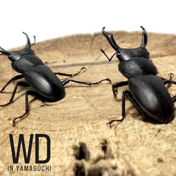 【WD・山口県産】  コクワガタ 採集個体 生体 成虫 35mm以下2匹セット  昆虫 飼育 観賞 ...