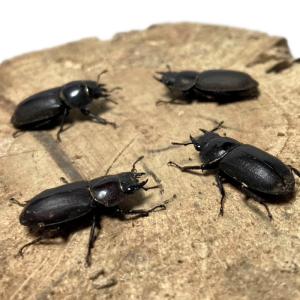 【山口県産 WD個体】 コクワガタ メス ♀フ...の詳細画像1