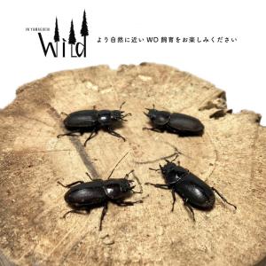 【山口県産 WD個体】 コクワガタ メス ♀フ...の詳細画像3