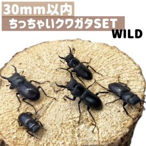 小型 30mm以内のクワガタ 5頭 (コクワ・ス...の商品画像