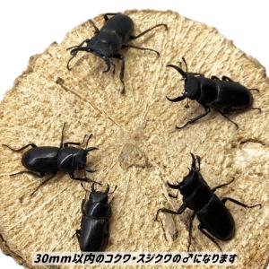 小型 30mm以内のクワガタ 5頭 (コクワ・...の詳細画像3