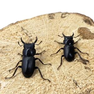小型 30mm以内のクワガタ 5頭 (コクワ・...の詳細画像4