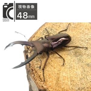 メタリフェルホソアカクワガタ オス 【現物画像...の詳細画像2