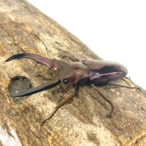 メタリフェルホソアカクワガタ オス 【現物画像...の詳細画像3