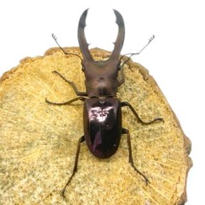 メタリフェルホソアカクワガタ オス 【現物画像...の詳細画像4