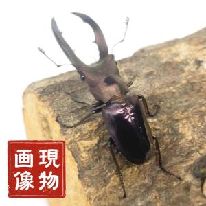 メタリフェルホソアカクワガタ オス 【現物画像...の詳細画像5