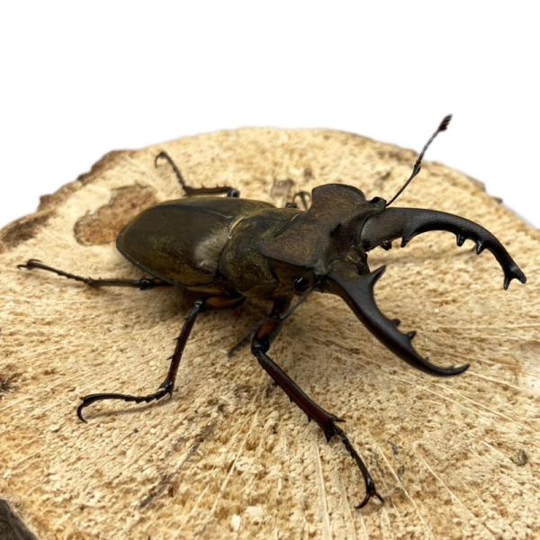 【山口県産・WD個体】ミヤマクワガタ オス 小型 中型【50〜55mm】 国産 販売 生体 成虫 昆...