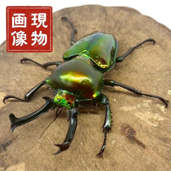 ニジイロクワガタ  オス単品【現物画像】写真の個体が届きます 外国産 販売 生体 成虫 個体 ブリー...