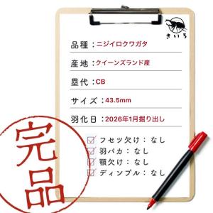 ニジイロクワガタ オス 【現物画像】写真の個体...の詳細画像1