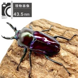 ニジイロクワガタ オス 【現物画像】写真の個体...の詳細画像2