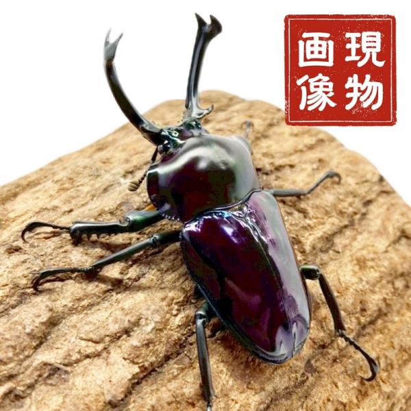ニジイロクワガタ オス 【現物画像】写真の個体が届きます クワガタ 外国産 販売 生体 成虫 個体 ...