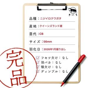 ニジイロクワガタ オス 【現物画像】写真の個体...の詳細画像1