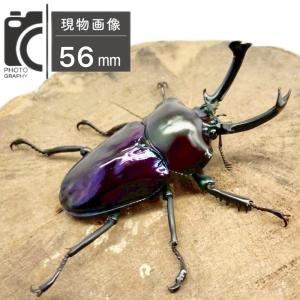 ニジイロクワガタ オス 【現物画像】写真の個体...の詳細画像2