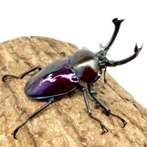 ニジイロクワガタ オス 【現物画像】写真の個体...の詳細画像3