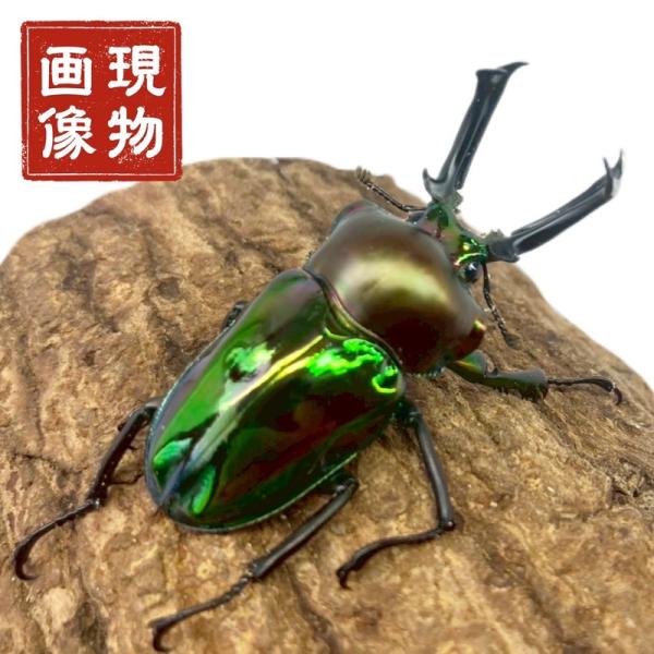 ニジイロクワガタ オス 【現物画像】写真の個体が届きます クワガタ 外国産 販売 生体 成虫 個体 ...