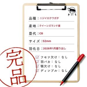 ニジイロクワガタ オス 【現物画像】写真の個体...の詳細画像1