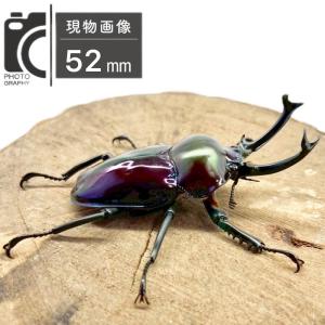 ニジイロクワガタ オス 【現物画像】写真の個体...の詳細画像2