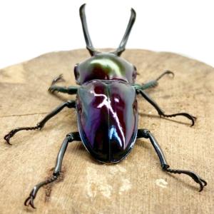 ニジイロクワガタ オス 【現物画像】写真の個体...の詳細画像5