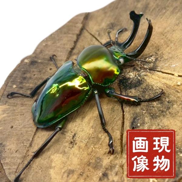 ニジイロクワガタ ホワイトアイ【現物画像/オス】 外国産 販売 生体 成虫 個体 ブリード 個体 大...