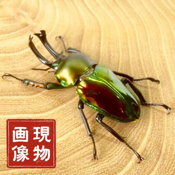 ニジイロクワガタ  ホワイトアイ【現物画像/オス】写真の個体が届きます 外国産 販売 生体 成虫 飼...