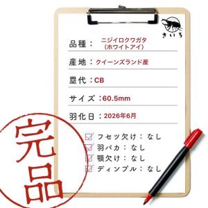 ニジイロクワガタ ホワイトアイ【現物画像/オス...の詳細画像1