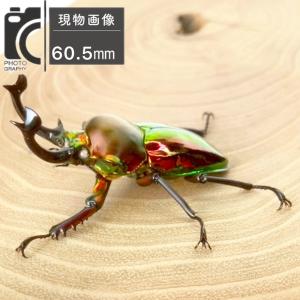ニジイロクワガタ ホワイトアイ【現物画像/オス...の詳細画像2