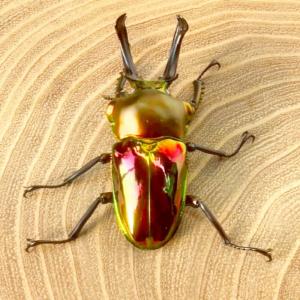 ニジイロクワガタ ホワイトアイ【現物画像/オス...の詳細画像4