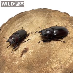 ユダイクスミヤマクワガタ♂90mm♀44mm : insectGreenHouse - 通販