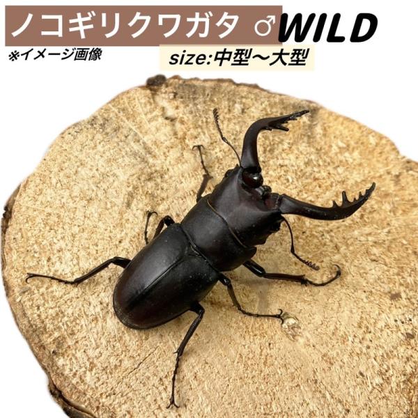 ノコギリクワガタ オス ♂ 60mm以内の個体となります。 【 山口県産 WD個体 】生体 成虫 販...