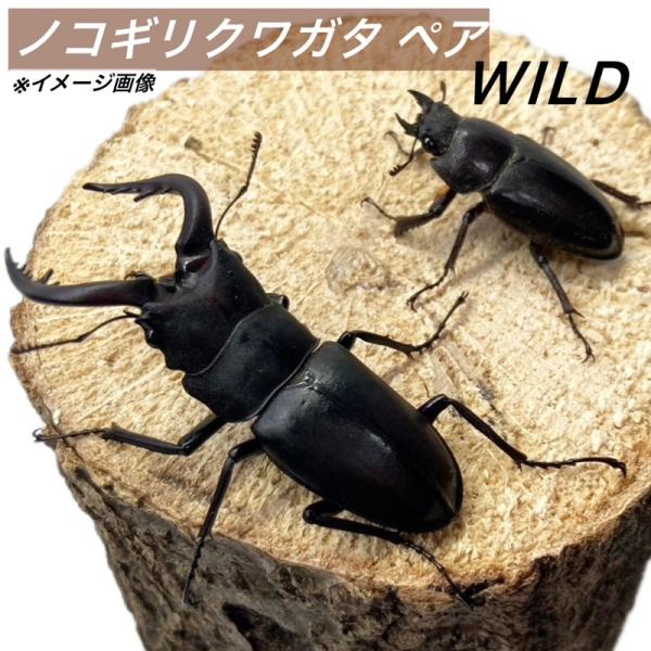【WD・山口県産】ノコギリクワガタ  ペア ♂60mm以内  ♀フリー  生体 成虫 販売 ワイルド...