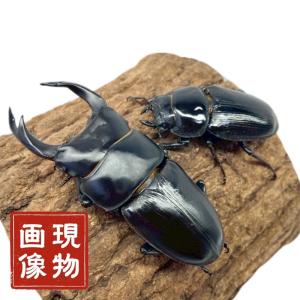 国産オオクワガタ　能勢産　SR血統   ♂83mm ♀53mm 国産大型オオクワガタ・能勢SR血統 ♂83㎜♀53㎜ペア | クワガタ