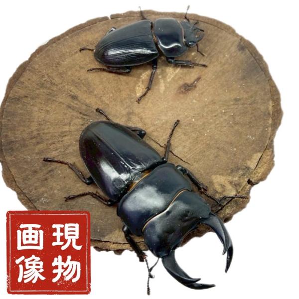 オオクワガタ ペア 【香川県綾川産 現物個体】国産 販売 生体 成虫 昆虫 飼育 観賞 オス メス ...
