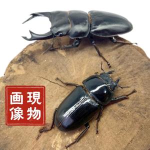 オオクワガタ 【能勢SR】 特大サイズ 85〜86mm メス 50mm以上 大型血統