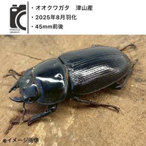 Ｌサイズ × ５本 クヌギ 土埋め レイシ (霊芝) 産卵材 柔らか仕上げ！ むしや本舗【産卵木 クヌギ LLサイズ】オオクワガタ用産卵材