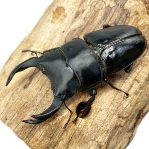 国産オオクワガタ オス 【能勢SR血統】大型血...の詳細画像3